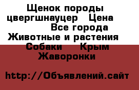 Щенок породы  цвергшнауцер › Цена ­ 30 000 - Все города Животные и растения » Собаки   . Крым,Жаворонки